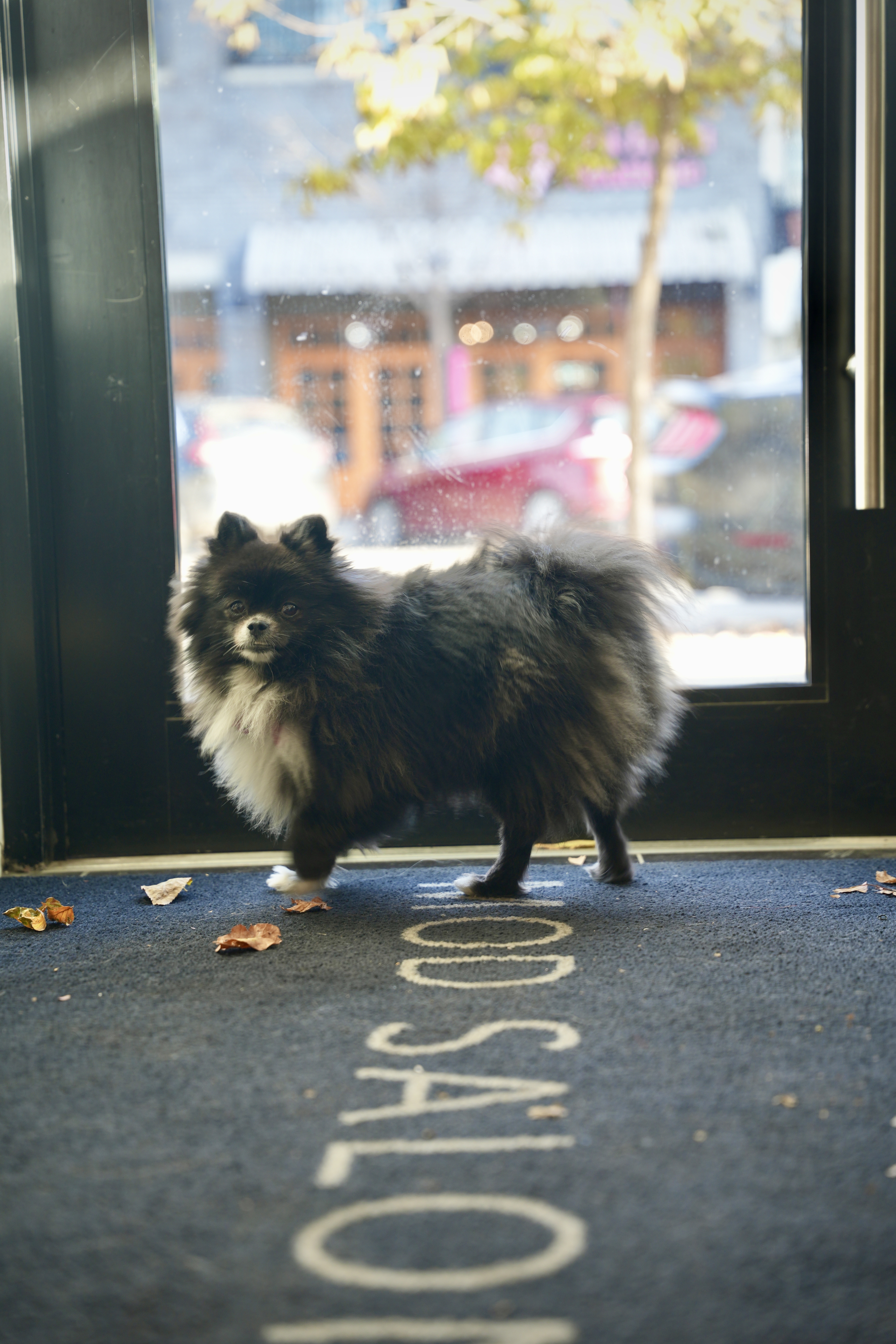 The salon dog standing on the MOD welcome mat by the front door